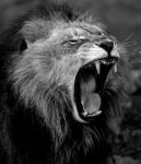 605 - LION 1 - WU LIANG - china <div